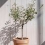 Olijfboom op stam in terracotta pot